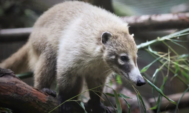 nasenbär